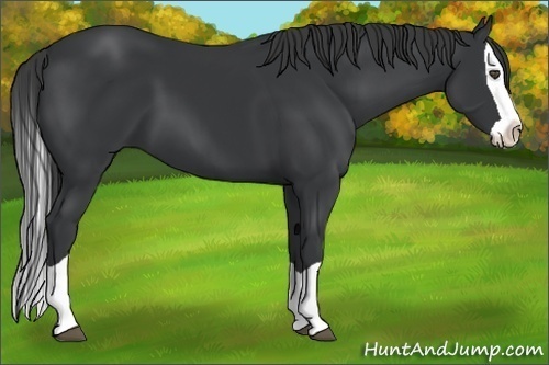 Horse Color:Black Splash 