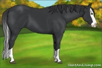 Horse Color:Black Splash