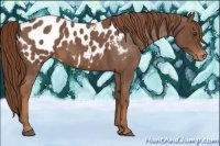 Horse Color:Red Roan Appaloosa 