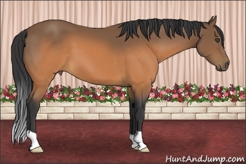 Horse Color:Buckskin