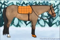 Horse Color:Bay Dun