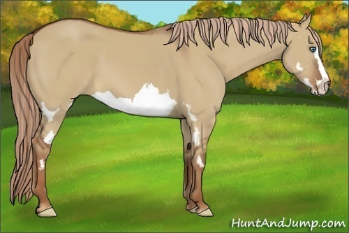Horse Color:Red Dun Splash Frame 