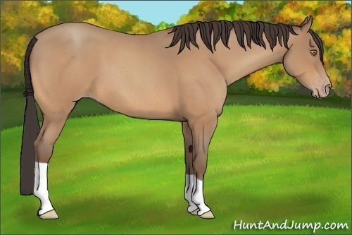 Horse Color:Amber Champagne Roan 