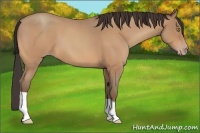 Horse Color:Amber Champagne Roan