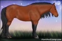 Horse Color:Bay 