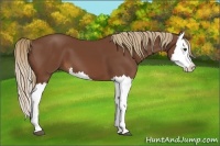 Horse Color:Chestnut Splash
