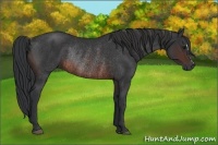 Horse Color:Brown Rabicano and Brown Rabicano