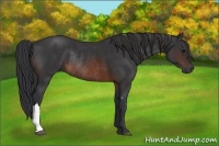 Horse Color:Brown Rabicano and Brown Rabicano