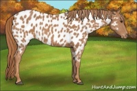 Horse Color:Chestnut Near Leopard