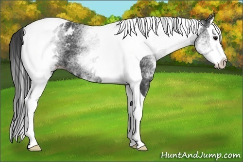 Horse Color:White Spotted Black Splash Tobiano Blanket