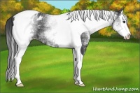 Horse Color:White Spotted Black Splash Tobiano Appaloosa 