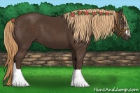 Horse Color:Liver Chestnut 