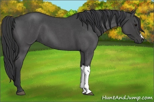 Horse Color:Blue Roan 