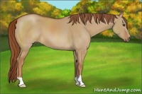 Horse Color:Red Dun 