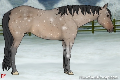 Horse Color:Bay Dun Frame 