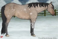 Horse Color:Bay Dun Frame 