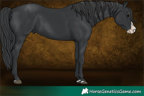 Horse Color:Black Splash