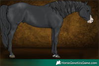 Horse Color:Black Splash