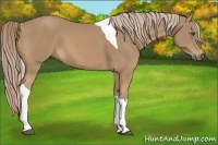 Horse Color:Palomino Tobiano 
