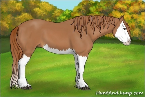 Horse Color:Chestnut Splash 