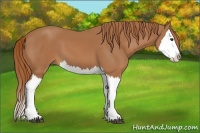 Horse Color:Chestnut Splash 