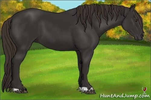 Horse Color:Liver Chestnut Frame