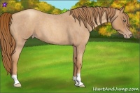 Horse Color:Gold Champagne Roan Frame 