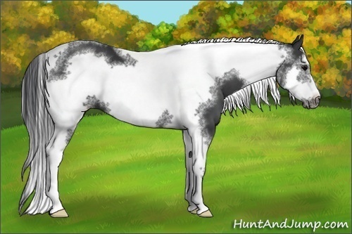 Horse Color:Black Sabino Tobiano Frame