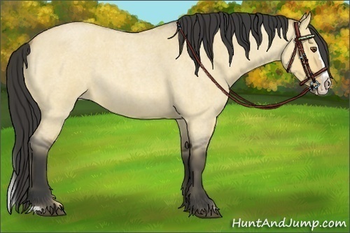 Horse Color:Buckskin Roan Dun Splash