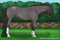 Horse Color:Liver Red Roan Frame 