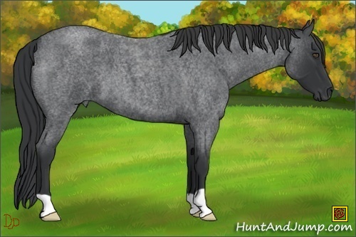 Horse Color:Blue Roan Frame