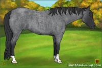 Horse Color:Blue Roan Frame