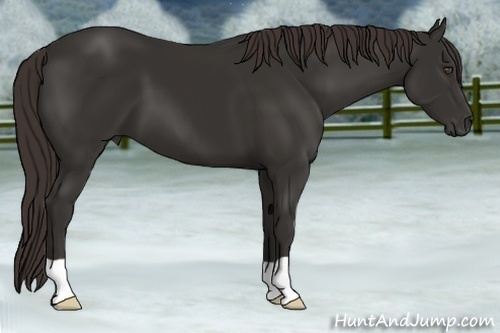 Horse Color:Liver Chestnut Frame 