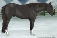 Horse Color:Liver Chestnut Frame 