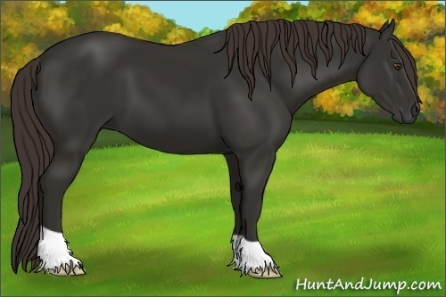 Horse Color:Liver Chestnut Frame 