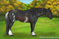 Horse Color:White Spotted Brown Frame 
