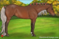 Horse Color:Silver Bay 