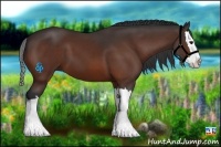 Horse Color:Bay Splash 