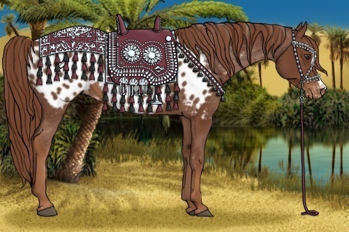 Horse Color:Chestnut Appaloosa 