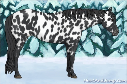 Horse Color:Black Appaloosa