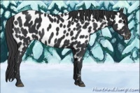 Horse Color:Black Appaloosa