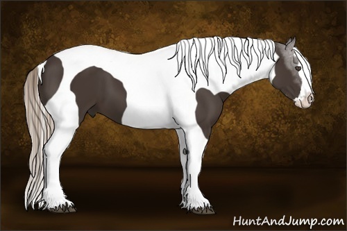 Horse Color:Liver Chestnut Splash Tobiano Frame 