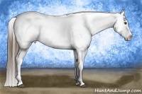 Horse Color:Liver Chestnut Tobiano Frame Appaloosa