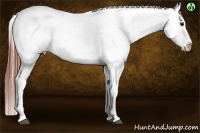 Horse Color:Brown Near Leopard 