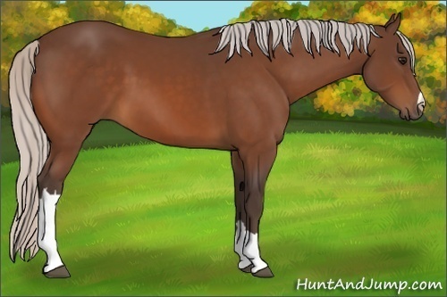 Horse Color:Unknown 