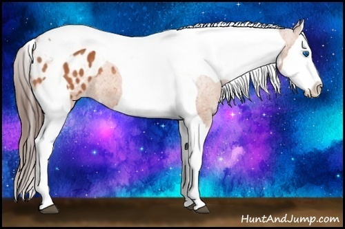Horse Color:Bay Splash Tobiano Appaloosa  Brindle