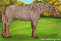 Horse Color:Red Roan 