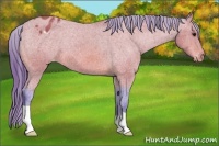 Horse Color:Watercolor Bay Appaloosa 