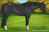 Horse Color:Black Frame 