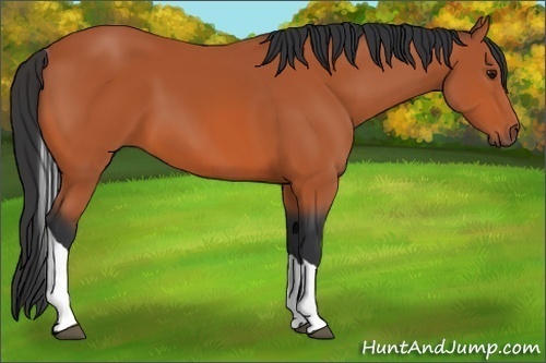 Horse Color:Bay Tobiano 